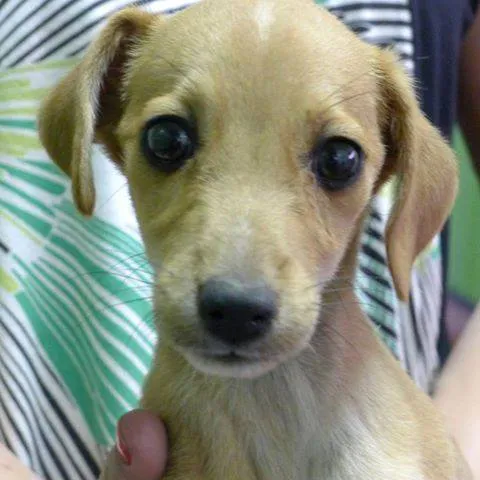 Cachorro ra a SRD idade  nome Juquinha