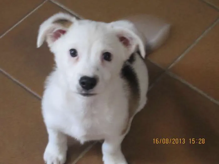 Cachorro ra a Vira-lata idade Abaixo de 2 meses nome Willy