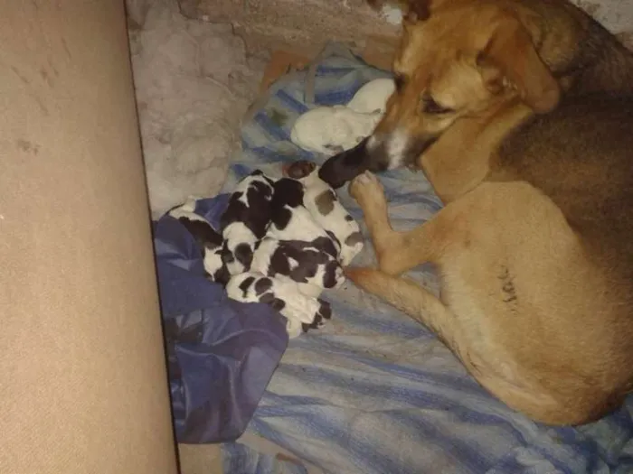 Cachorro ra a sem raça idade Abaixo de 2 meses nome sem nome