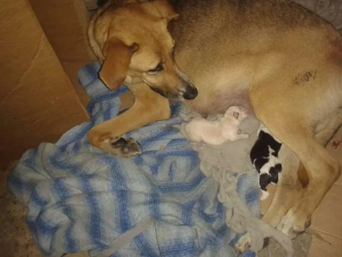 Cachorro ra a sem raça idade Abaixo de 2 meses nome sem nome