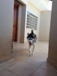 Argos