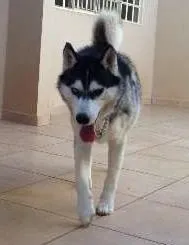 Cachorro raça Husky Siberiano idade 2 anos nome Argos