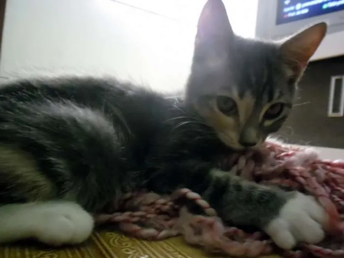 Gato raça Angora idade 7 a 11 meses nome Dara