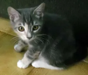 Gato raça Angora idade 7 a 11 meses nome Dara