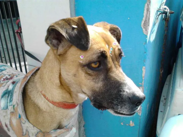 Cachorro ra a mestiça de boxer idade 2 anos nome TUCA