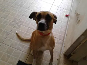 Cachorro raça mestiça de boxer idade 2 anos nome TUCA