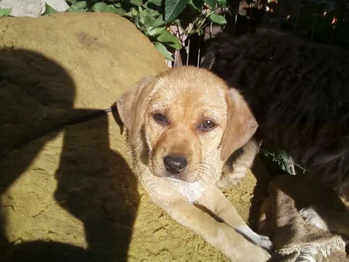 Cachorro ra a srd idade 2 a 6 meses nome nao tem