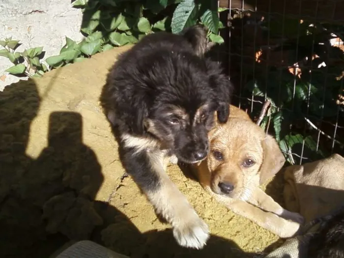 Cachorro ra a srd idade 2 a 6 meses nome nao tem