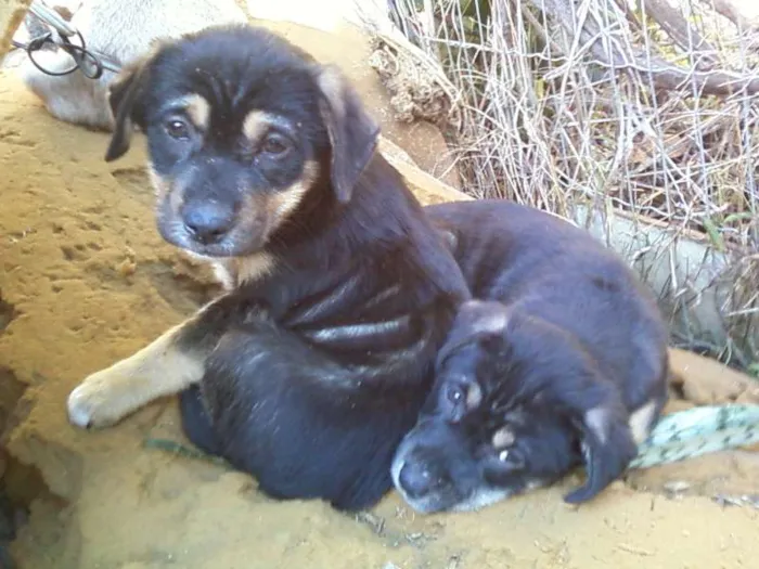 Cachorro ra a srd idade 2 a 6 meses nome nao tem