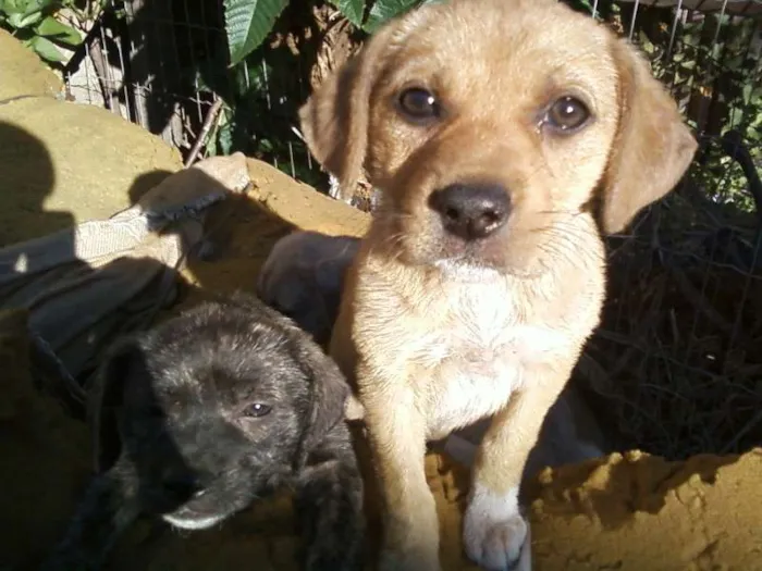 Cachorro ra a srd idade 2 a 6 meses nome nao tem