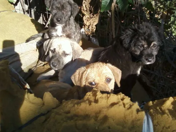 Cachorro ra a srd idade 2 a 6 meses nome nao tem