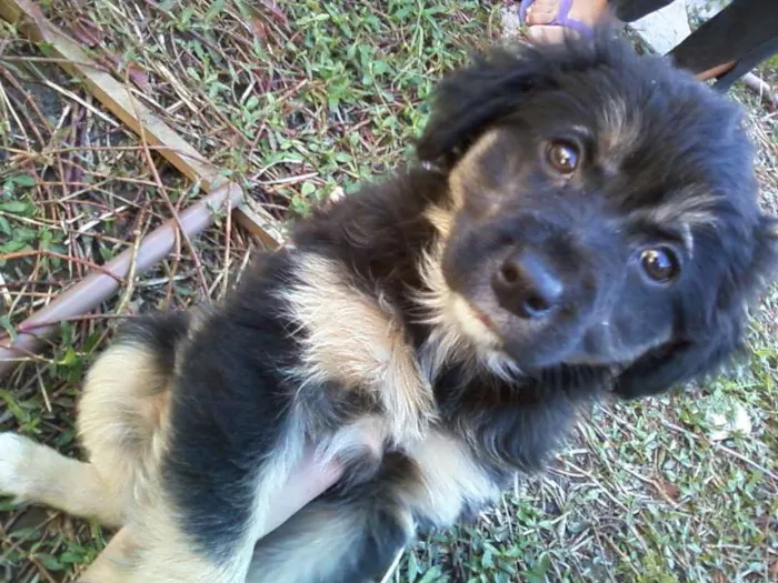 Cachorro ra a srd idade 2 a 6 meses nome nao tem