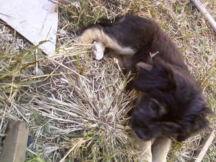 Cachorro ra a srd idade 2 a 6 meses nome nao tem