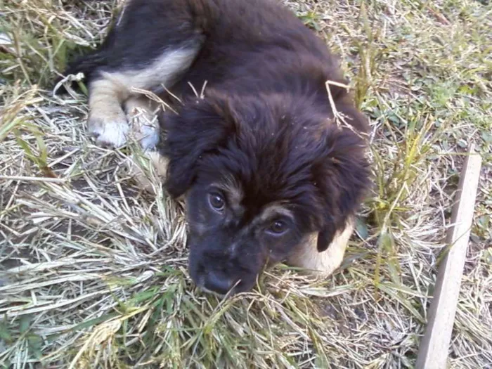 Cachorro ra a srd idade 2 a 6 meses nome nao tem