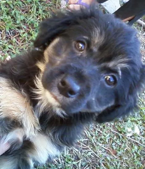 Cachorro ra a srd idade 2 a 6 meses nome nao tem