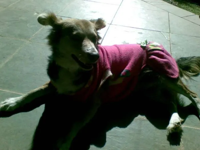 Cachorro ra a SRD idade 4 anos nome Mimi