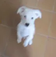 Willy