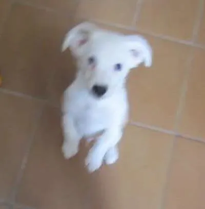 Cachorro ra a Vira-lata idade Abaixo de 2 meses nome Willy