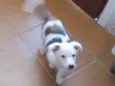 Willy