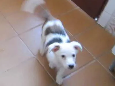 Cachorro ra a Vira-lata idade Abaixo de 2 meses nome Willy
