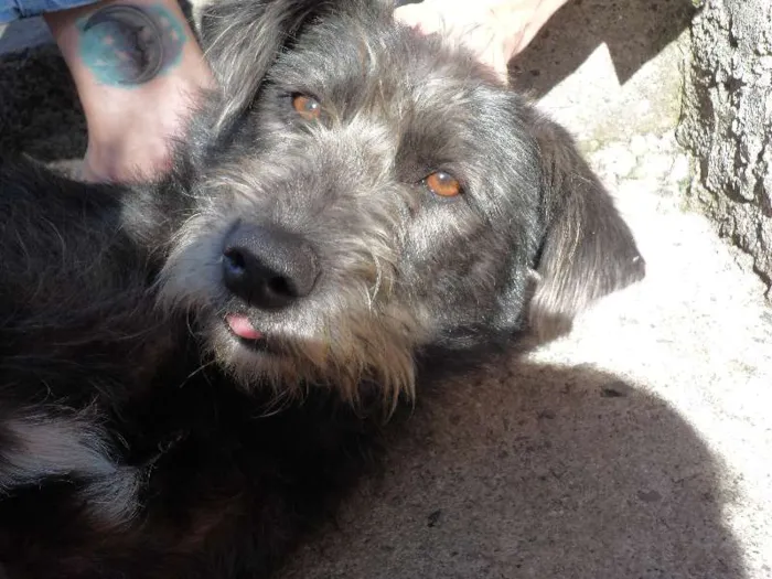 Cachorro raça SRD idade 7 a 11 meses nome Neguinha