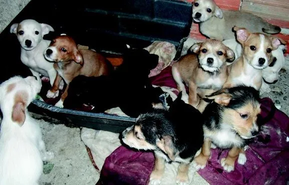 Cachorro ra a variada idade 2 a 6 meses nome Vários filhotes