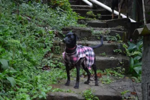 Cachorro raça SRD idade 1 ano nome Pérola