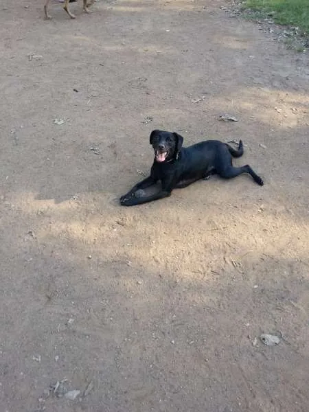 Cachorro raça SRD idade 1 ano nome Pérola