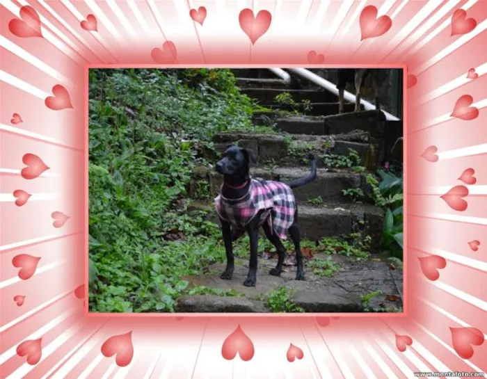 Cachorro raça SRD idade 1 ano nome Pérola