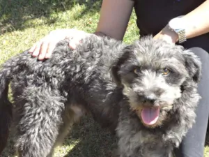 Cachorro raça Mix de poodle idade 1 ano nome Simba