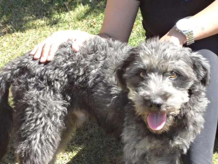 Cachorro ra a Mix de poodle idade 1 ano nome Simba