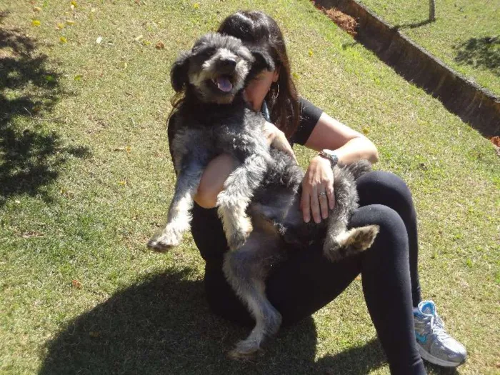 Cachorro ra a Mix de poodle idade 1 ano nome Simba