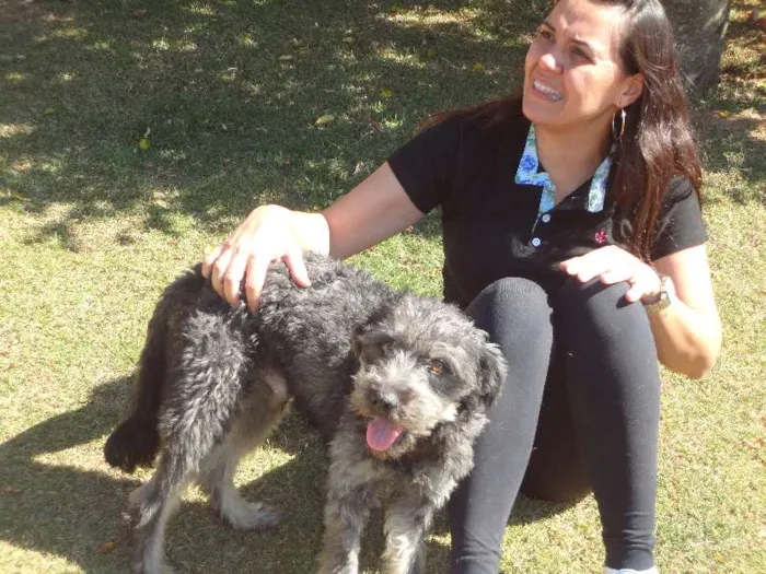 Cachorro ra a Mix de poodle idade 1 ano nome Simba