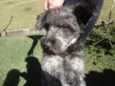 Simba