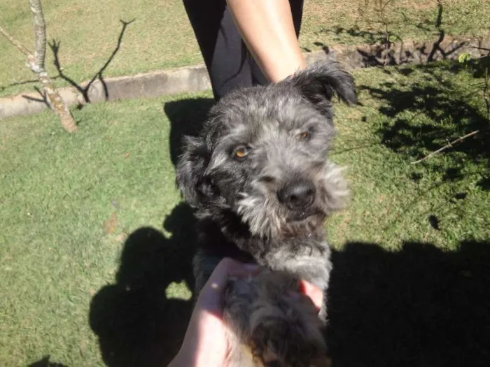 Cachorro ra a Mix de poodle idade 1 ano nome Simba