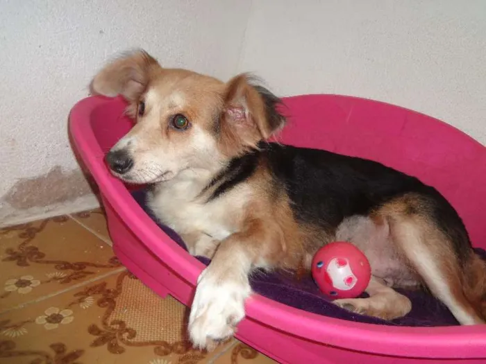 Cachorro ra a SRD idade 4 anos nome Mimi