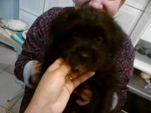 Cachorro raça Poodle idade 2 a 6 meses nome Pretinho Socorro