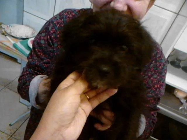 Cachorro ra a Poodle idade 2 a 6 meses nome Pretinho Socorro