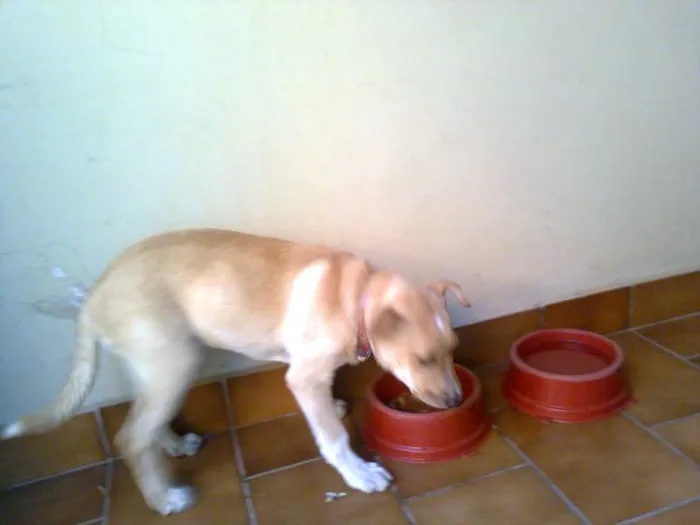Cachorro ra a SRD idade 2 a 6 meses nome SUSY
