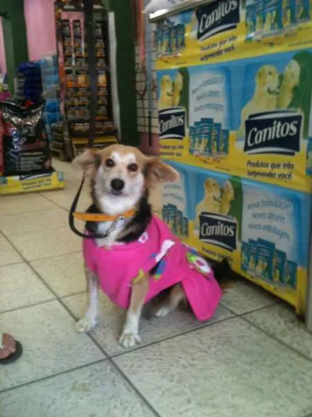 Cachorro ra a SRD idade 4 anos nome Mimi
