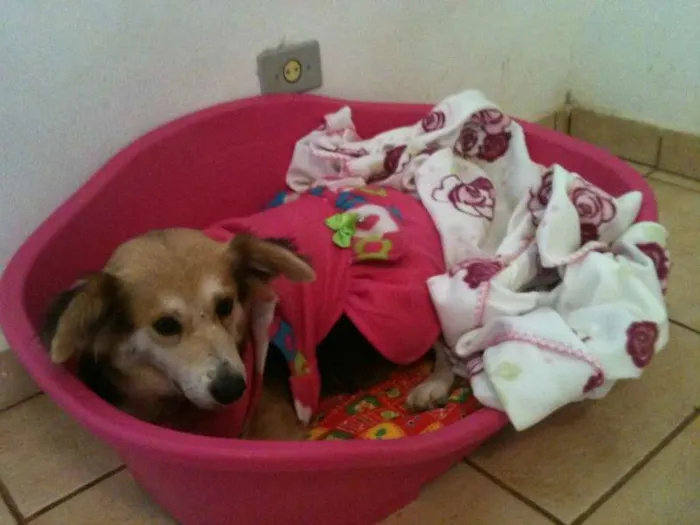 Cachorro ra a SRD idade 4 anos nome Mimi