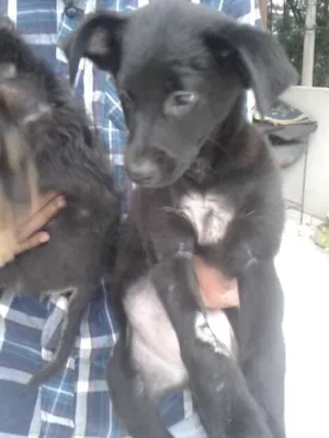 Cachorro raça SRD idade 2 a 6 meses nome ?