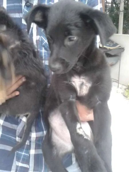 Cachorro ra a SRD idade 2 a 6 meses nome ?