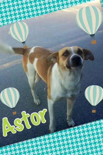 Cachorro ra a SRD idade 1 ano nome ASTOR