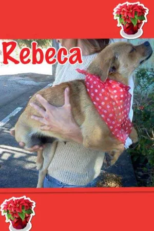 Cachorro raça SRD idade 1 ano nome REBECA