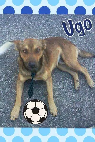 Cachorro ra a SRD idade 1 ano nome UGO