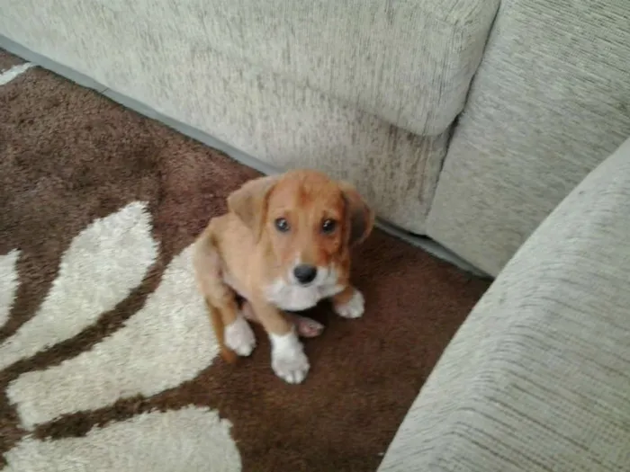 Cachorro ra a SRD idade 2 a 6 meses nome sem nome