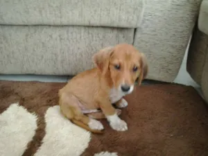 Cachorro raça SRD idade 2 a 6 meses nome sem nome