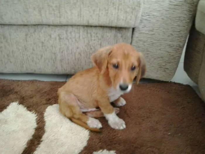 Cachorro ra a SRD idade 2 a 6 meses nome sem nome