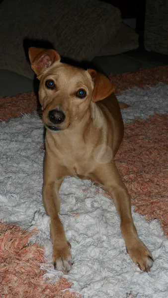 Cachorro ra a SRD idade 7 a 11 meses nome DONNA